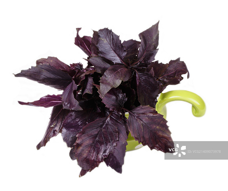 白色背景下盆栽中的紫罗勒图片素材