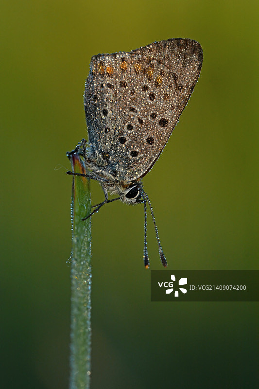 烟色铜色 #5图片素材