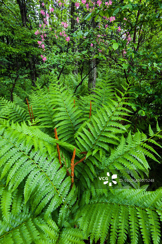 肉桂蕨和野生杜鹃花图片素材