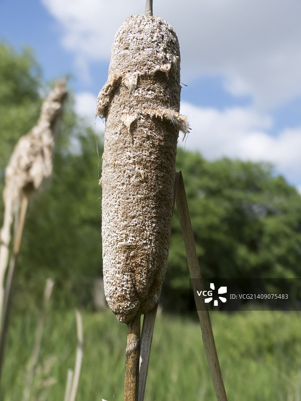 沼泽溪床中枯萎的香蒲图片素材