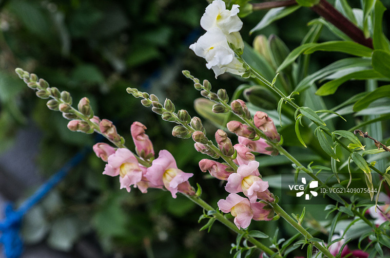 金鱼草 - 我的花园花卉图片素材