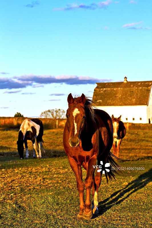 2013年10月马和骡子图案2图片素材