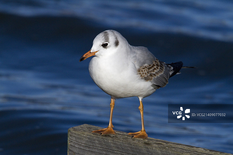 越冬黑头鸥图片素材