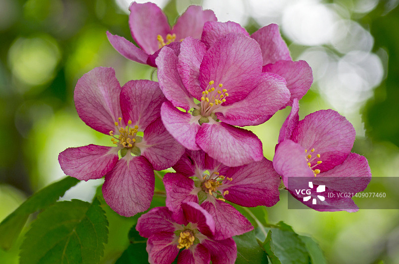 盛开的苹果树枝上的红色花朵图片素材