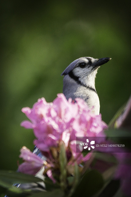 粉色和蓝色的蓝鸟图片素材