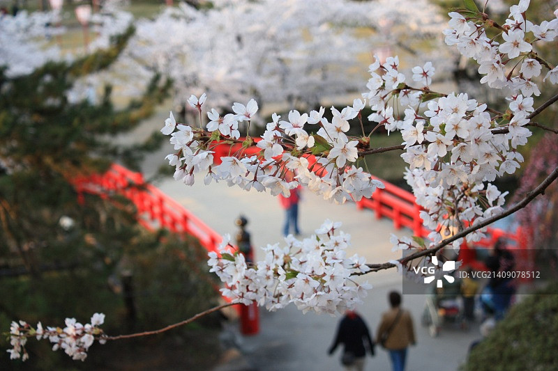 弘前公园高冈桥的樱花图片素材