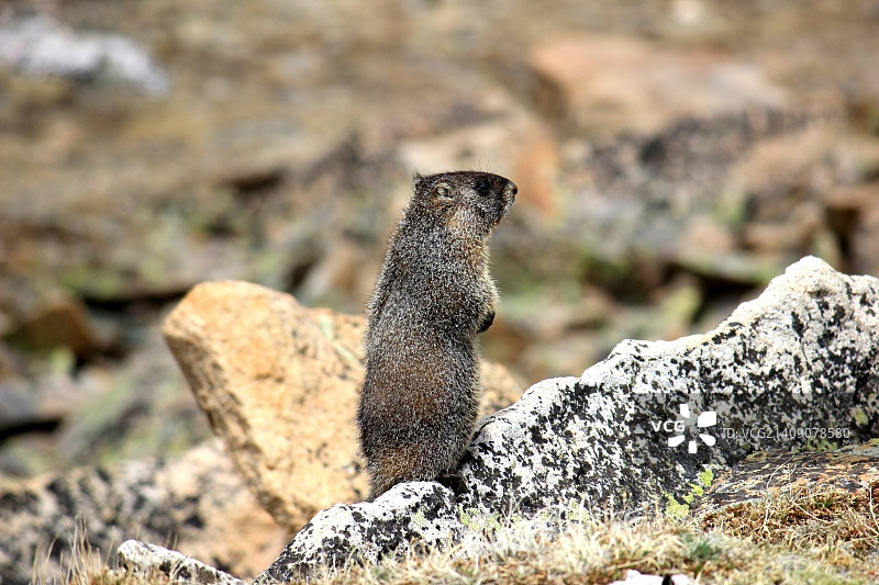 落基山脉的旱獭图片素材