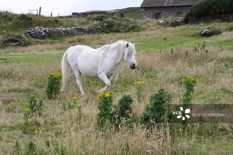 康尼马拉矮种马，丁格尔半岛，爱尔兰图片素材