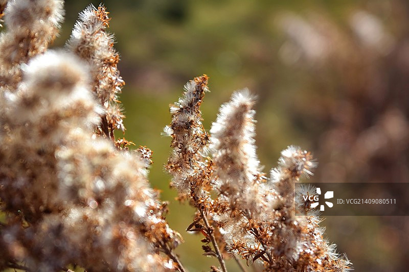 美国桑德波因特图片素材