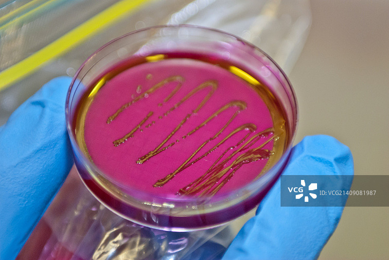 微生物实验室大肠杆菌培养皿图片素材