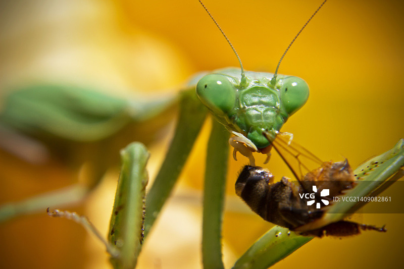 品尝蜂蜜图片素材