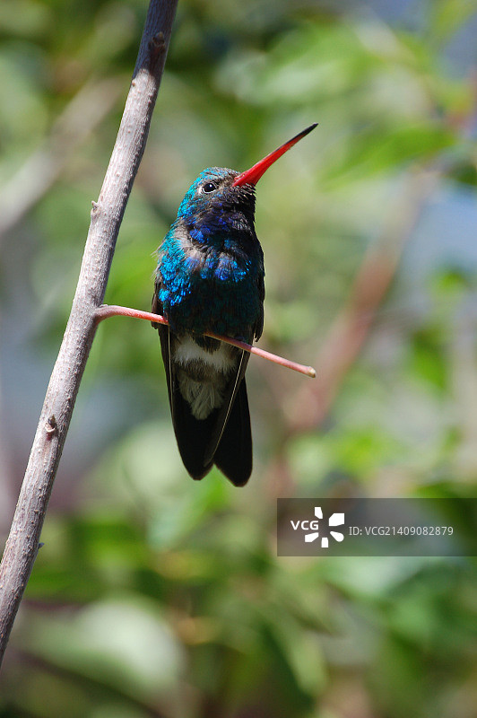 宽嘴蜂鸟图片素材