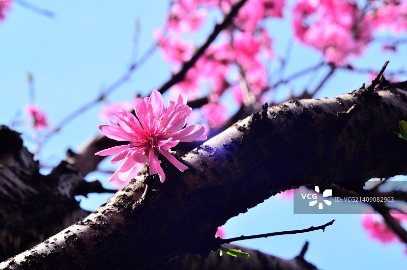 日本日野图片素材