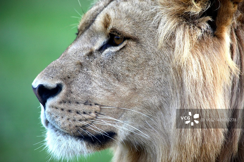 南非东开普省的狮子图片素材