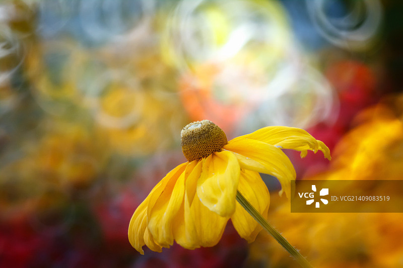 阳光下的金光菊图片素材