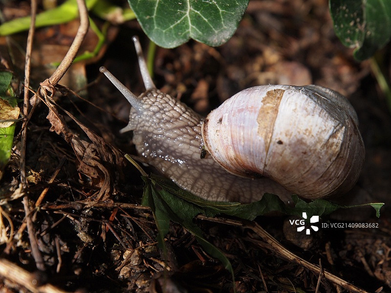 食用蜗牛图片素材