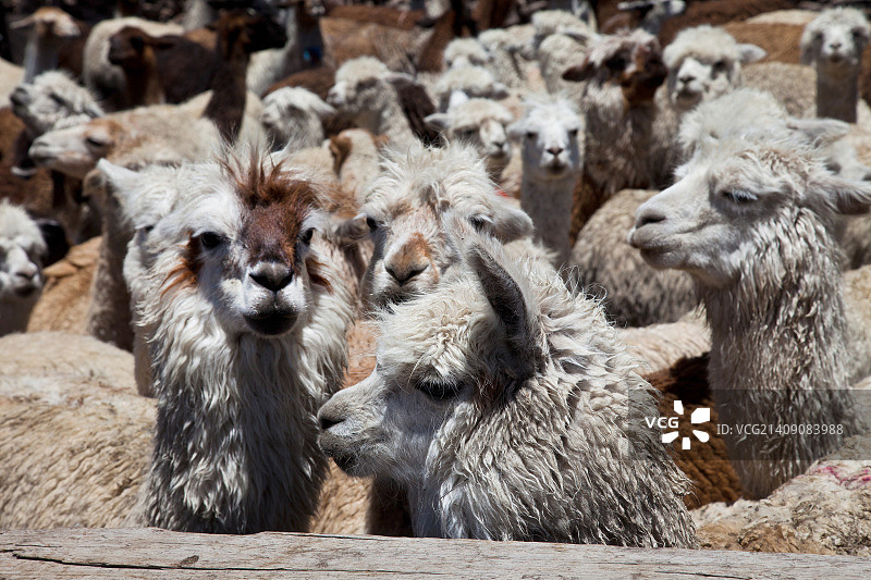 前往秘鲁科尔卡峡谷途中的风景图片素材