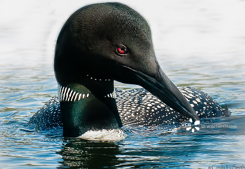 潜鸟特写摄影插画图片素材
