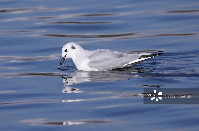 波拿巴鸥图片素材