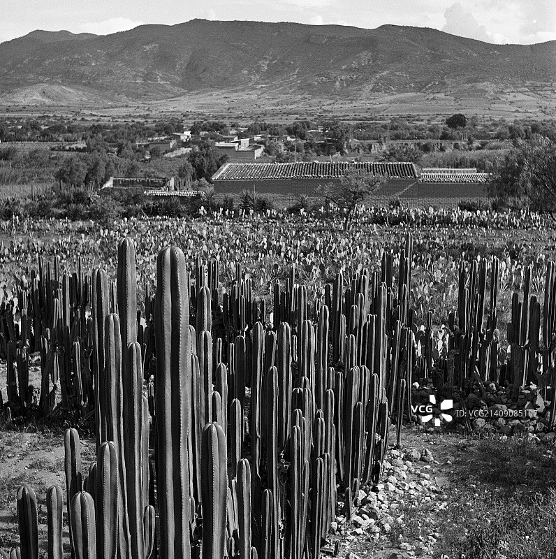 1953年瓦哈卡州米特拉的仙人掌围栏图片素材
