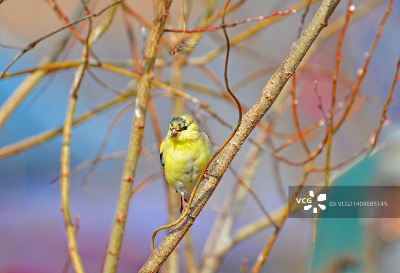 美洲金翅雀，外观图片素材