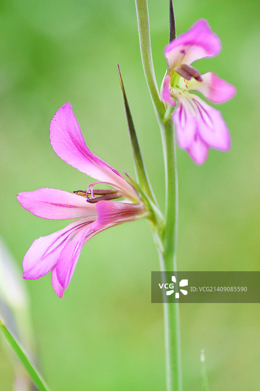 自然生长的唐菖蒲图片素材