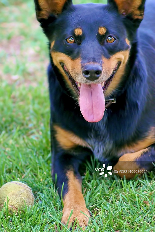 茶色澳洲牧羊犬图片素材