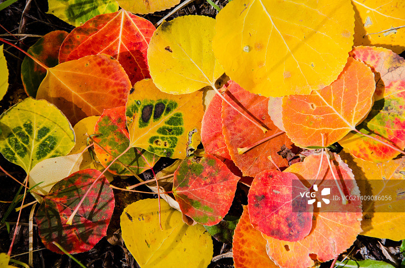 森林地面上的彩色白杨树叶图片素材