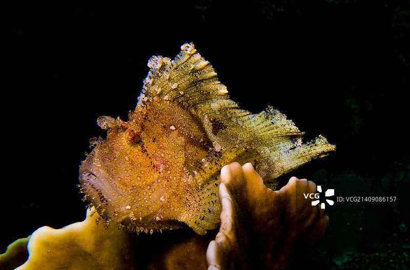 三棘海龙图片素材