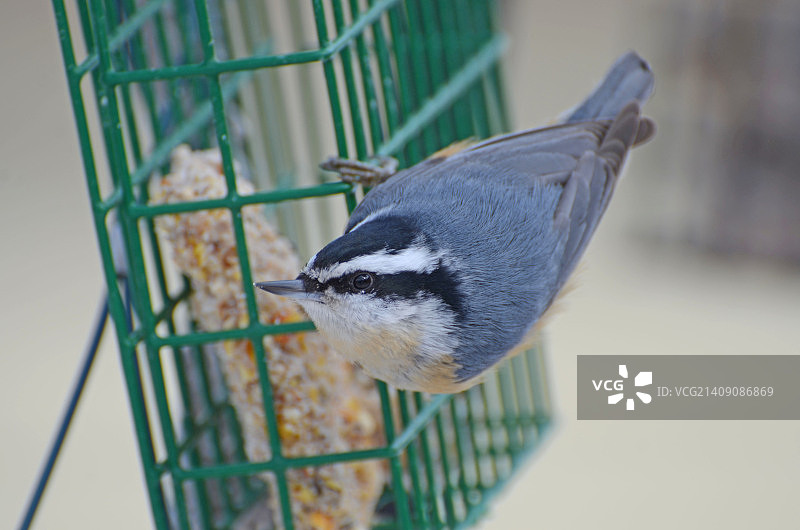红胸短嘴旋木雀#2图片素材