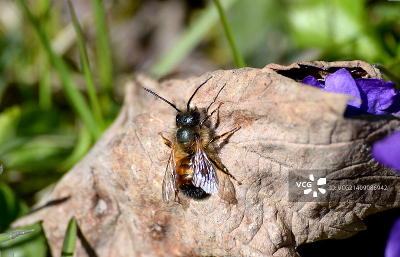 叶子上的刺图片素材