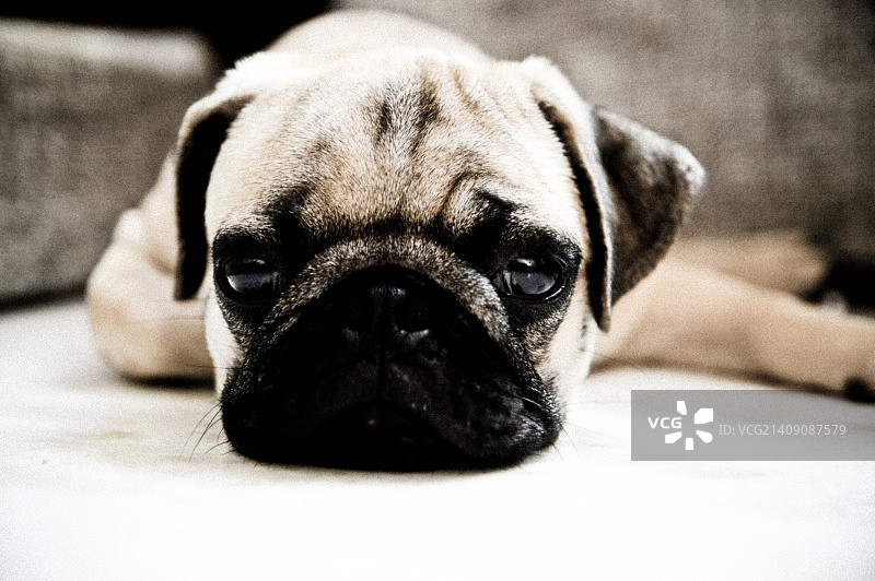 小巴哥犬斯基迪图片素材