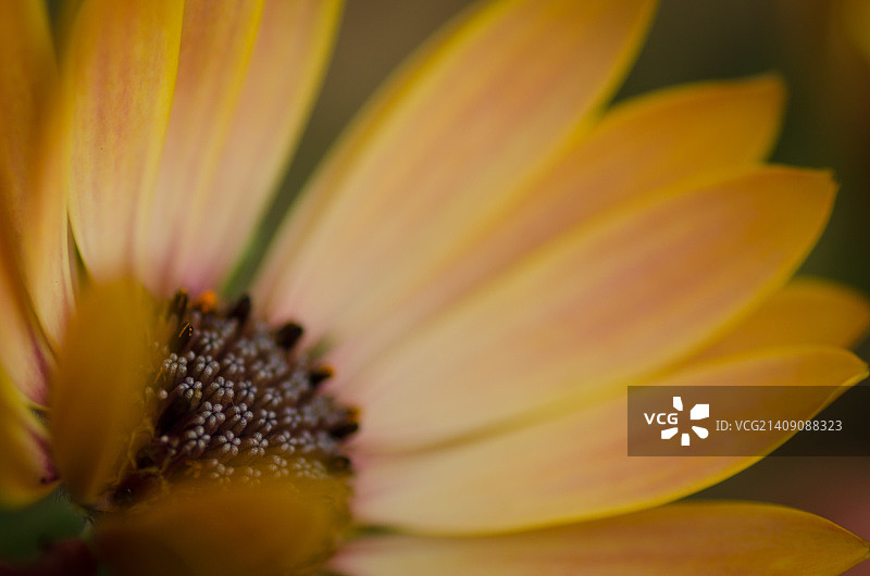 青铜非洲菊图片素材