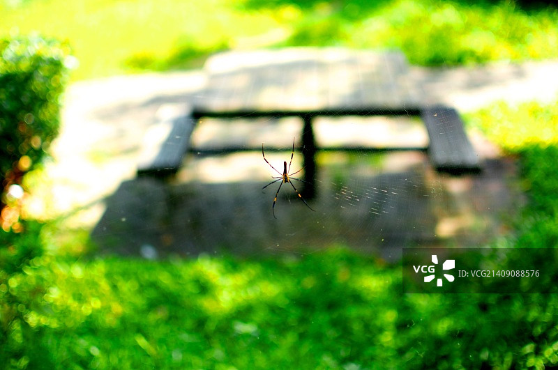 小蜘蛛图片素材