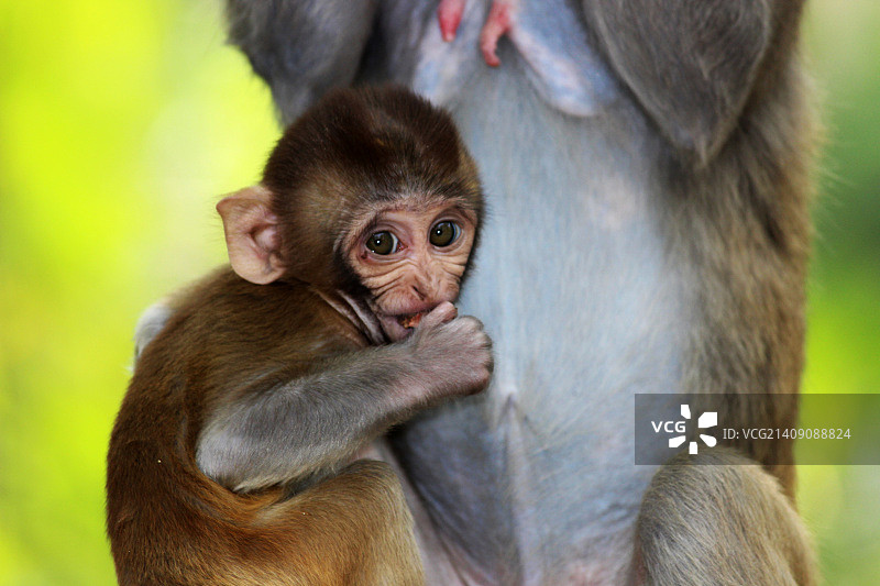充满母爱的猕猴图片素材