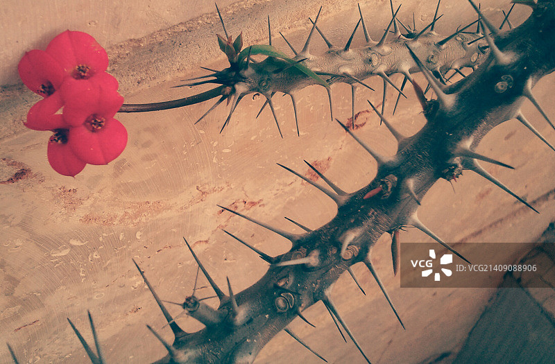 约瑟夫·优素福的沙漠带刺鲜花图片素材