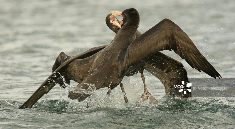 南方巨鹱图片素材