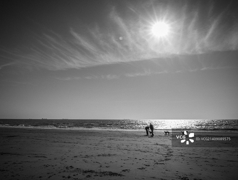 春日阳光：与狗狗在沙滩上散步图片素材