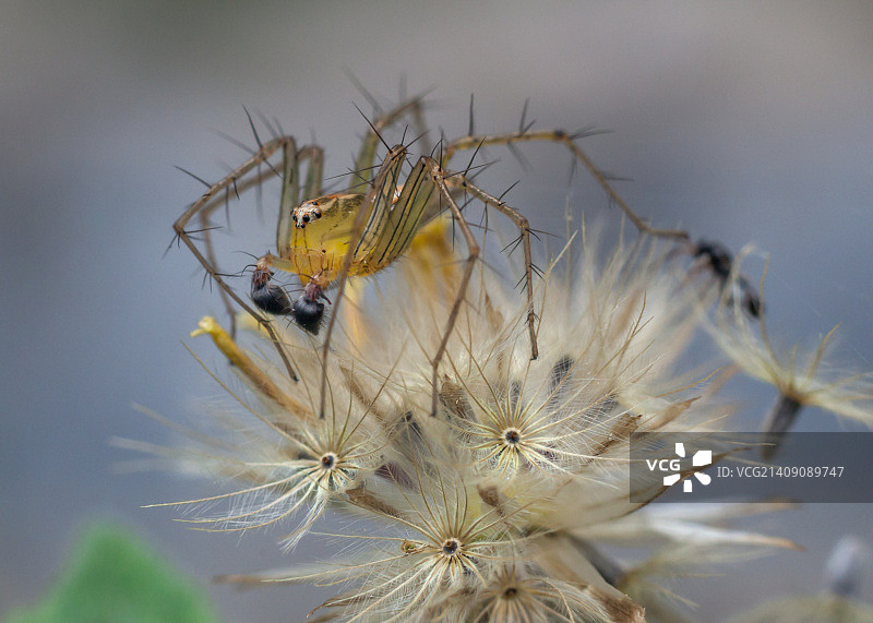 猫蛛 1图片素材