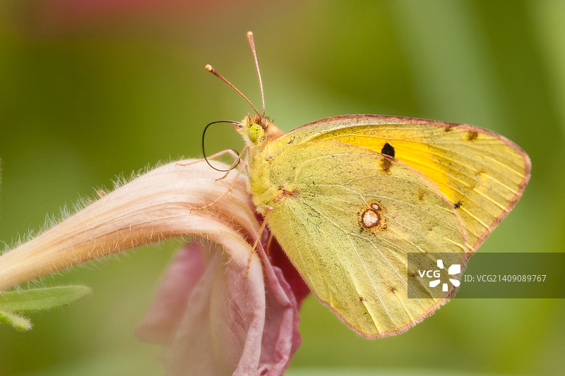 蝴蝶14图片素材