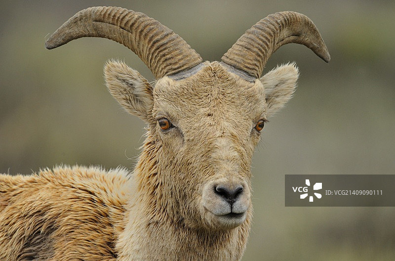 怀俄明州大提顿国家公园的大角羊图片素材