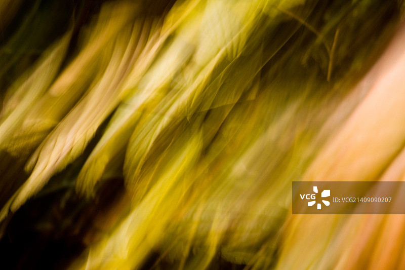 秋季油彩2图片素材