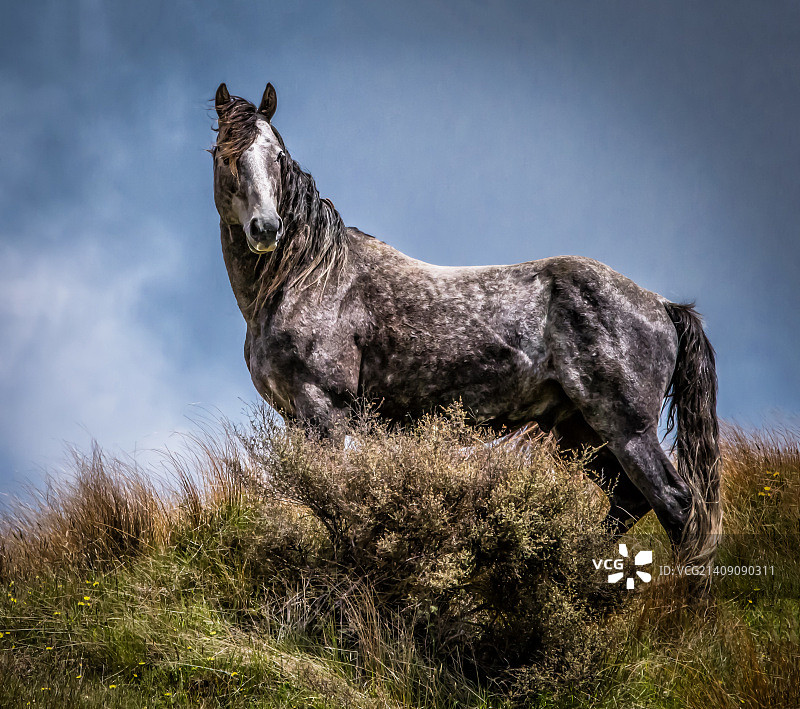 新西兰卡马纳瓦野马图片素材