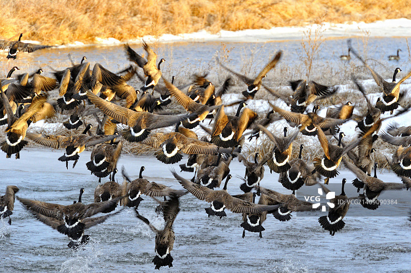 在尼奥布拉拉堡国家野生动物保护区起飞的加拿大鹅图片素材