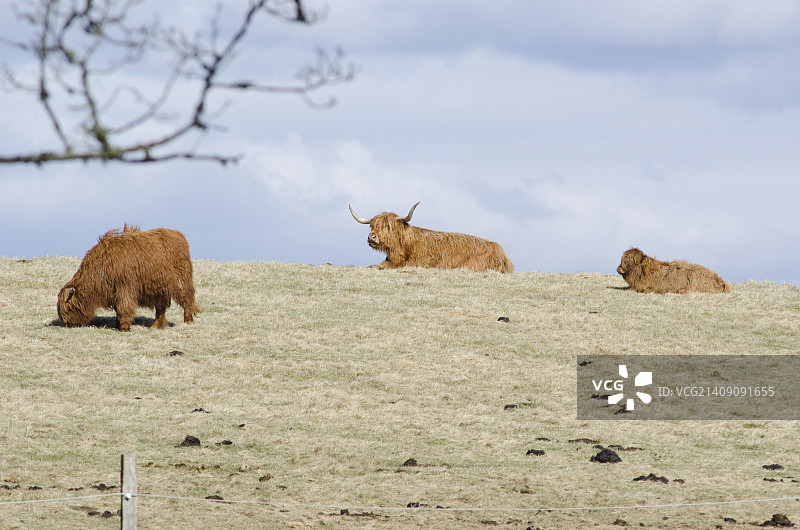 高原牛图片素材