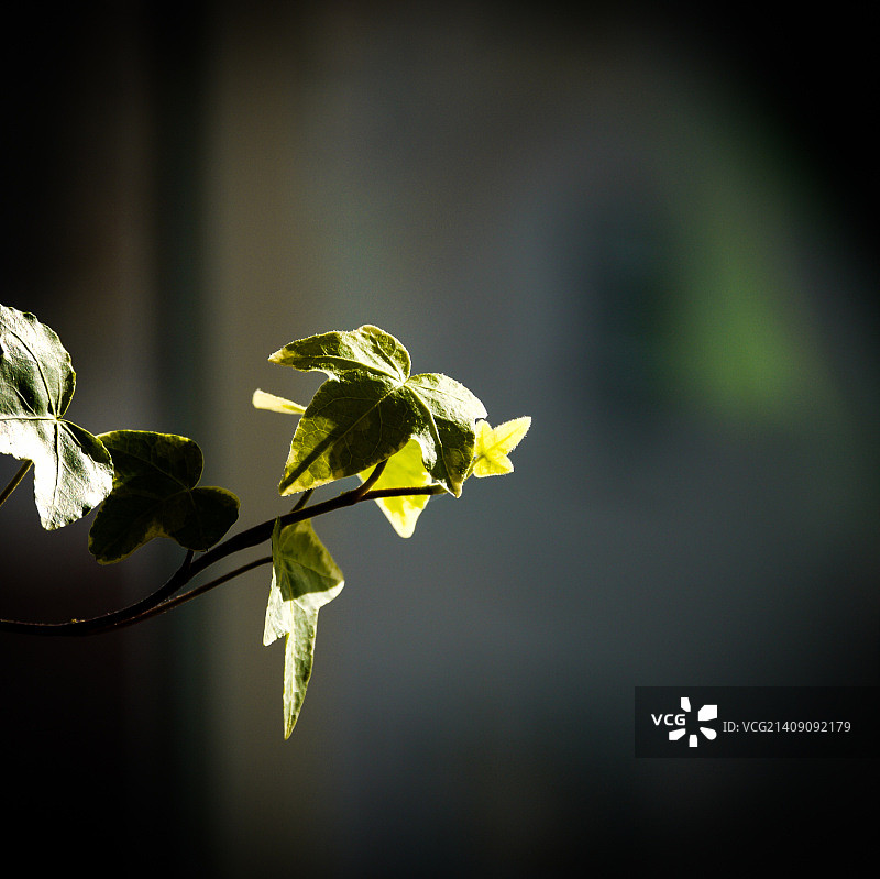 常春藤植物1图片素材