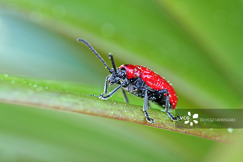 百合叶甲图片素材