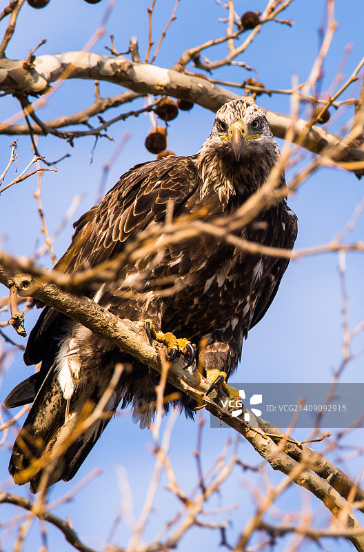 白头海雕图片素材