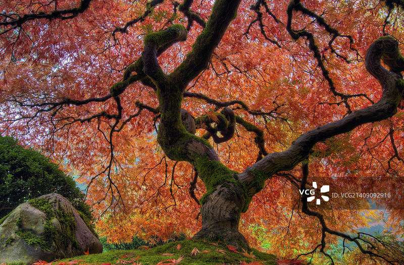 日本枫树图片素材