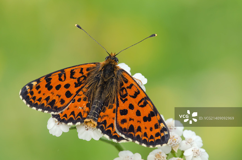红斑豹蛱蝶图片素材